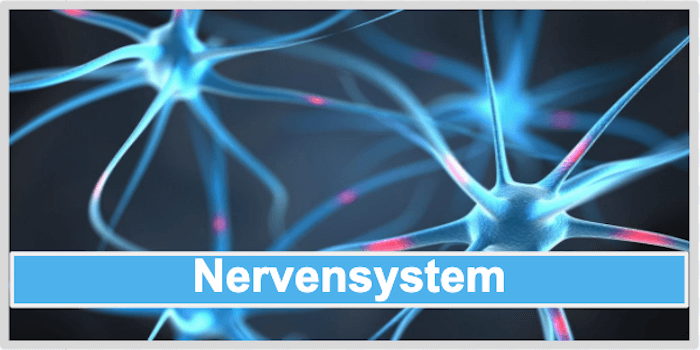 Nervensystem针叶